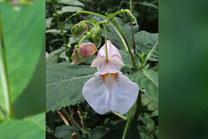 �c���t�l�\�E�i���ԁj